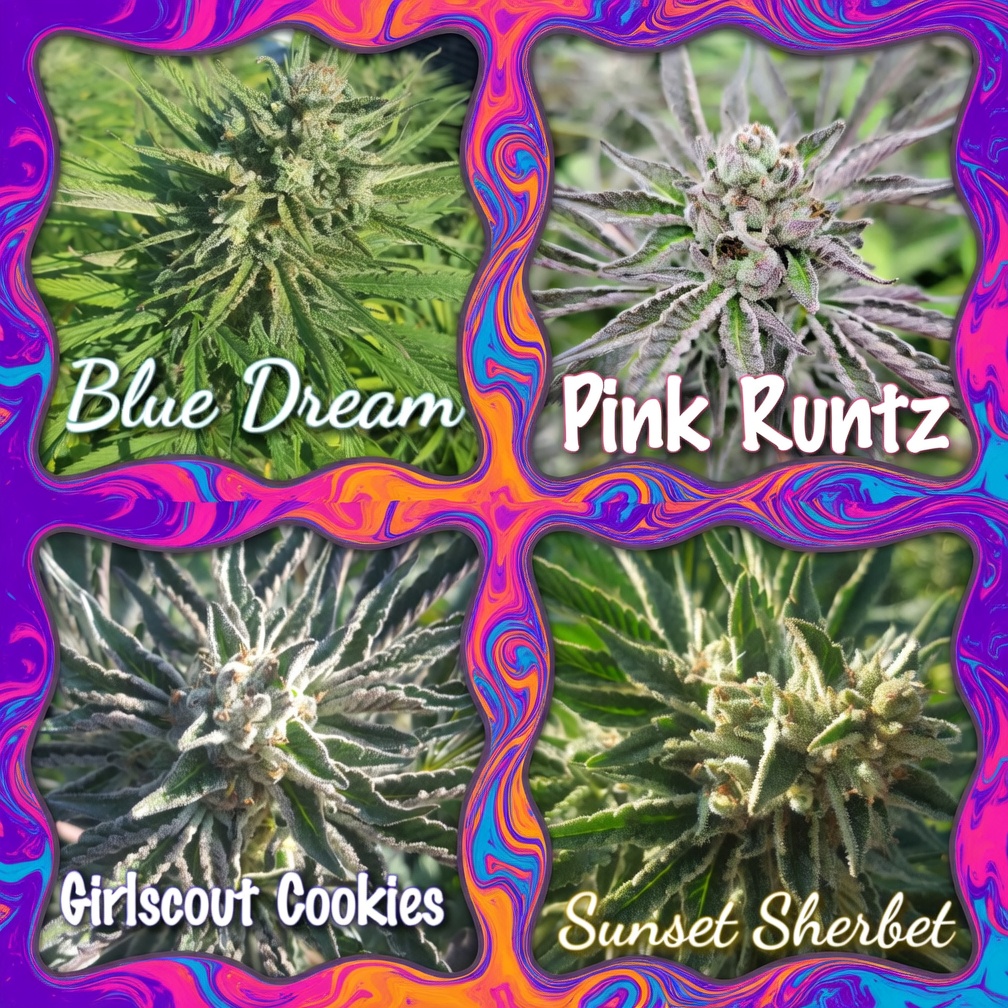 Sun-grown cannabis in Humboldt County at Old Growth Farms